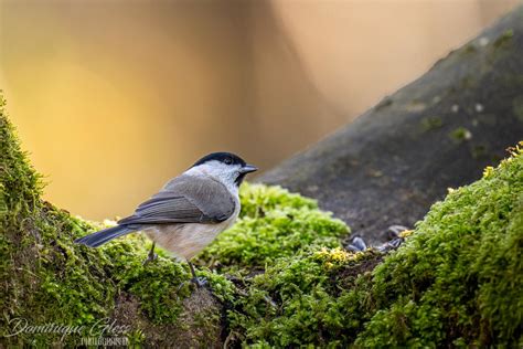 M Sange Nonnette Marsh Tit Poecile Palustris Un Grand Me Flickr