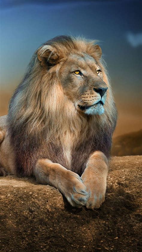 Top 999 Beautiful Lion Images Amazing Collection Beautiful Lion