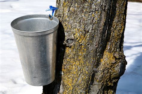 Homemade Maple Syrup Taps | Sciencing