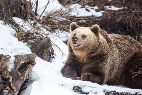 Brain Post: Why Bears are Emerging From Hibernation Early - SnowBrains