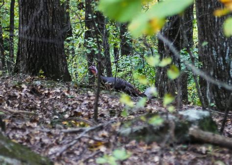 Why Late Morning Turkey Hunting Can Be The Best Strutting