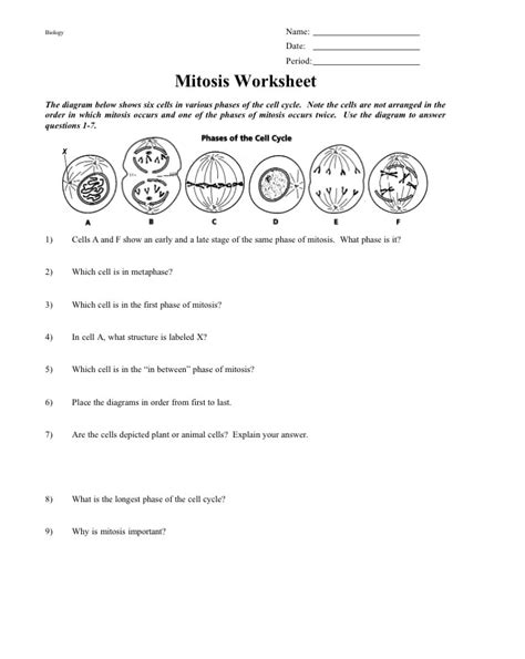 Answered Phases Of The Cell Cycle 1 Cells A And Bartleby