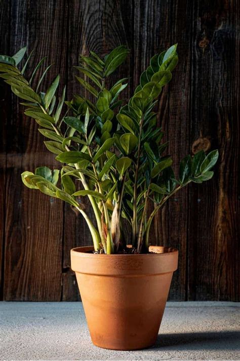 How To Care For A Zz Plant Zamioculcas Zamiifolia Growfully