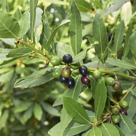 Plants Of Bay Laurel Laurus Nobilis The Original Garden