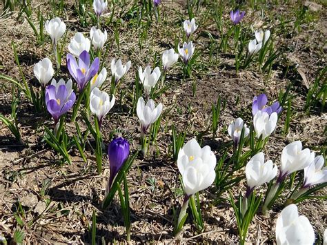 Kräftige Krokus jetzt mit geöffneten Köpfchen Fotos hikr org