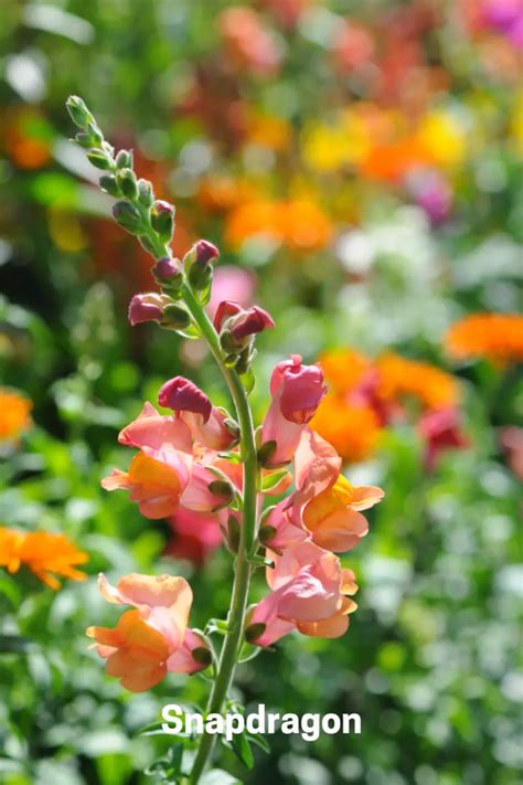 How to Care for Snapdragon Flowers as Perennials