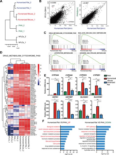 The Gene Expression Profile Of Humanized Livers In Frg Rats Resembles