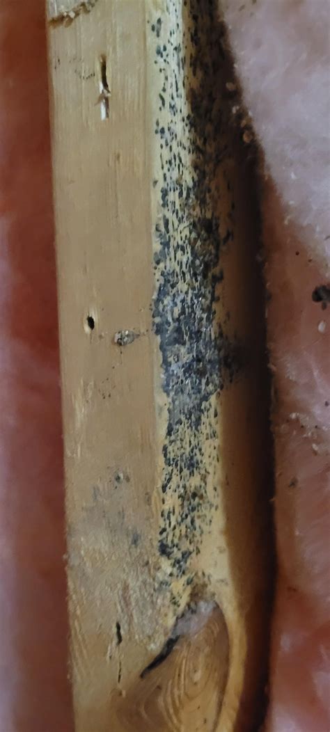 1 year of not knowing you have bedbugs : r/Bedbugs