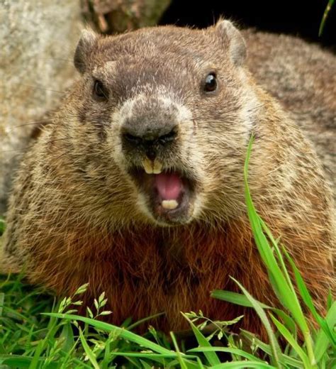 Pin by Bill on New England Wildlife | Happy groundhog day, Groundhog ...