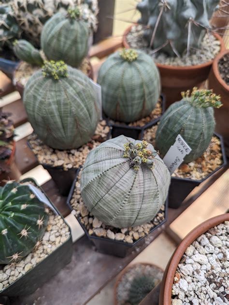 How To Sex Your Euphorbia Obesa And Why Its So Hard Trex Plants