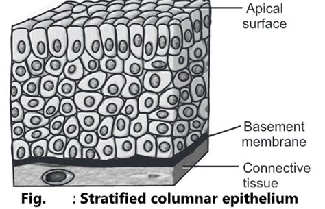 Epithelial Tissue Types Structure And Function Biology Ease