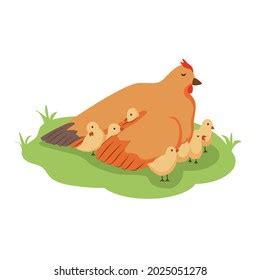 Hen Protecting Her Chicks Under Wings Stock Vector Royalty Free