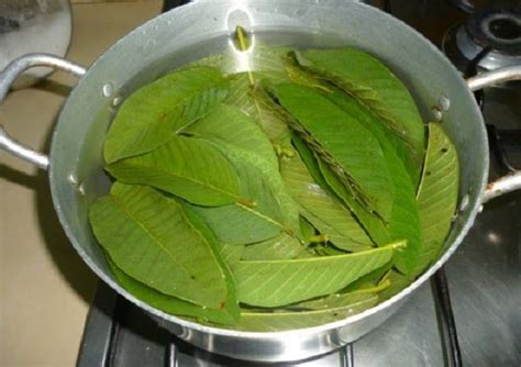 Guava Leaves Can Extremely Stop Your Hair Loss And Make It Grow