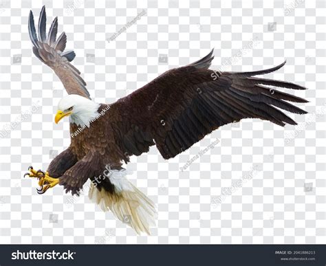 Swooping Eagle Clipart Designs