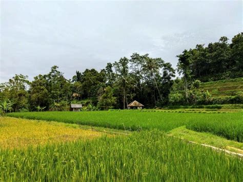 Desa Wisata Kampung Bojong Honje