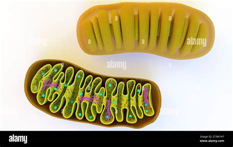 Estructura De La Mitocondria Immagini E Fotografie Stock Ad Alta