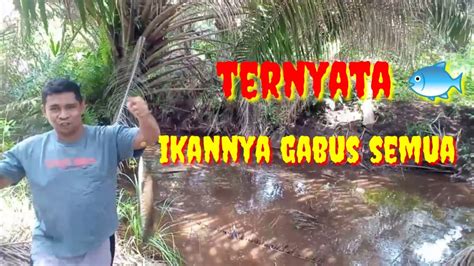 Mancing Di Parit Perkebunan Sawit Isinya Ikan Gabus Semua YouTube