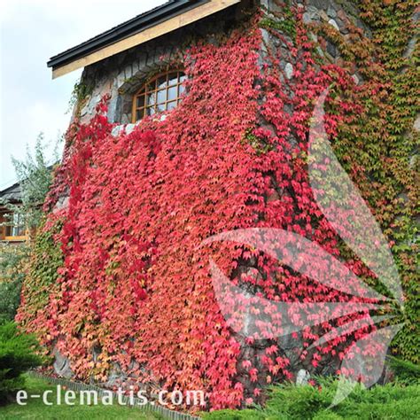 Parthenocissus Tricuspidata Veitchii Winobluszcz Tr Jklapowy E Clematis