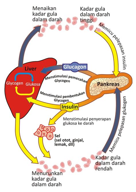 Mengenali Gejala penyakit Diabetes Mellitus dan Menghindari Bahayanya ...