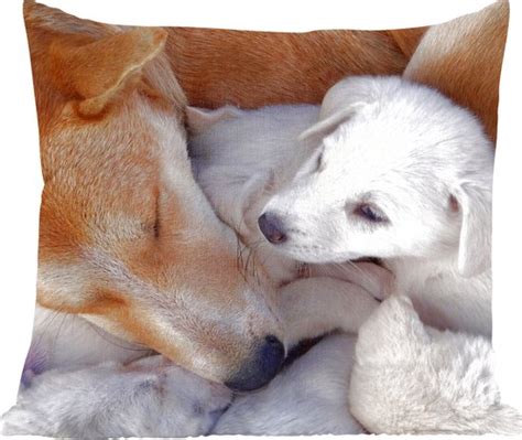 Sierkussen Hond Met Haar Witte Pup Multicolor Cm X Cm Bol