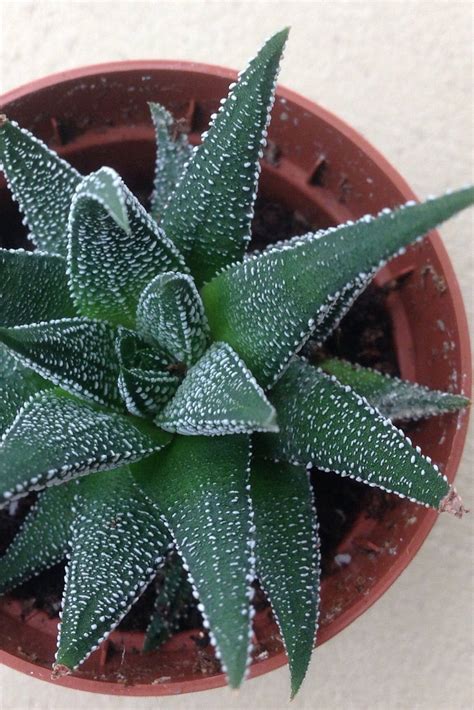 Haworthia Dwarf Aloe Succulents Indoor Plants Plantshopme