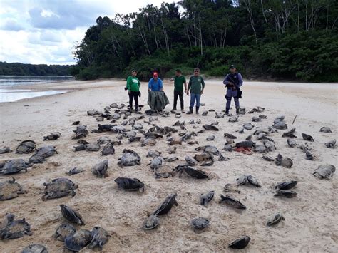 Ibama apreende mais de 200 quelônios durante operação em reserva no