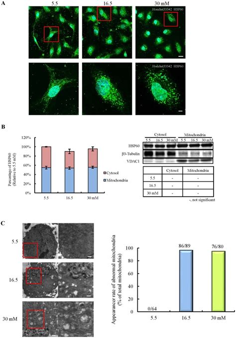 A Mitochondrial Shapes Were Identified By Immunostaining Of Hsp60 A