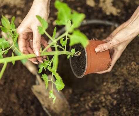 When to transplant tomato seedlings: expert timing tips | Homes and Gardens