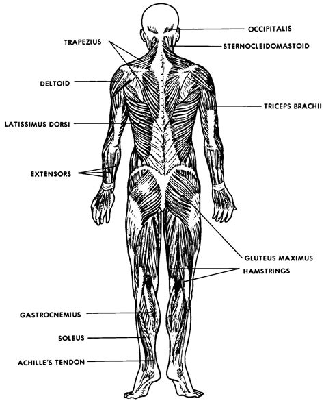 Muscular System Labeled Simple