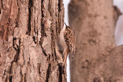 Dans Son élément Grimpereau Brun Brown Creeper Flickr