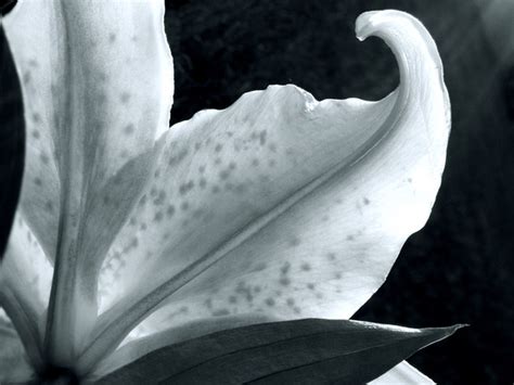 pink stargazer lily 2 Free Photo Download | FreeImages