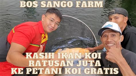 BOS SANGO FARM KASIH PETANI GRATIS IKAN KOI JEPANG RATUSAN JUTA YouTube