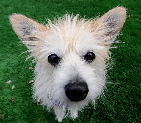 Older Is Better Think Of Senior Pets During Adopt A Shelter Dog Month