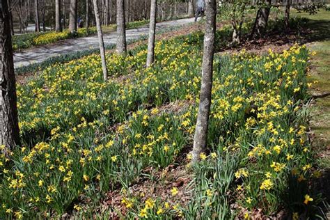 How To Create A Naturalized Daffodil Planting Gardener’s Path