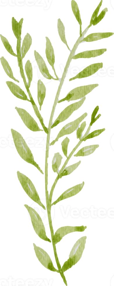 Elemento De Hoja Verde Acuarela 13473669 Png