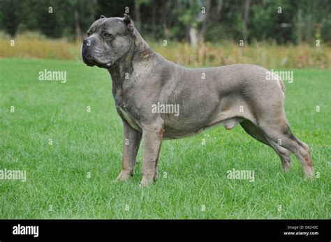 Standing Cane Corso Stock Photo Alamy