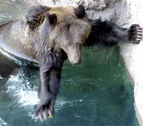 Grizzly Bears Now On Display At Reid Park Zoo