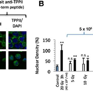 Tppii Translocates From The Cytosol Into The Nucleus In Response To