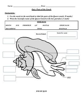 Queen Conch Anatomy by Bahama Science | Teachers Pay Teachers