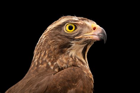 Bir040 00201 Joel Sartore