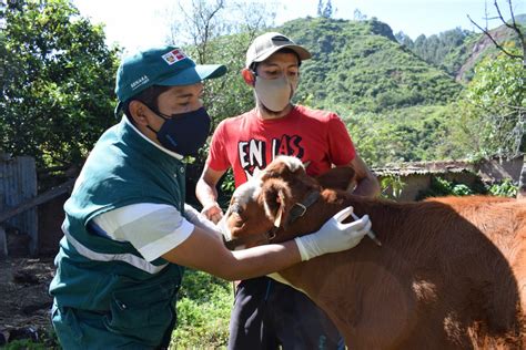 Cusco Estrategias De Prevenci N Contra La Rabia De Los Herb Voros