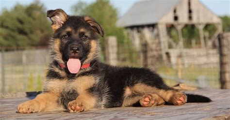 Chiot Berger Allemand Adopter Pet Adoption