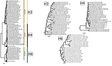 Phylogenetic Analysis Of The Ha1 Domains Of The Haemagglutinin Ha