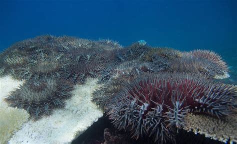 Juvenile-Crown-of-Thorns Starfish (CoTS) - GBR Biology