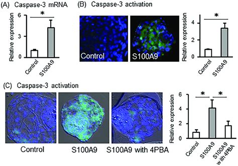 Effect Of S100A9 Exposure To Blastocyst Stage Embryos On Caspase 3