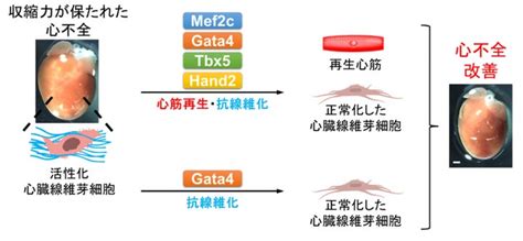 慶應義塾大学が心筋ダイレクトリプログラミング法を開発、収縮力保持型心不全の治療に世界初の成功 Xexeqゼゼック