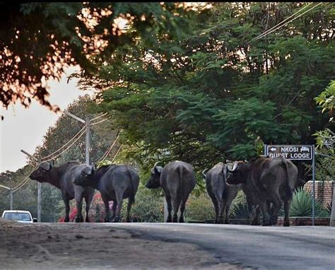 EXPLORE ZIMBABWE Imagine waking-up to a beauty scenery of Buffalo herd ...