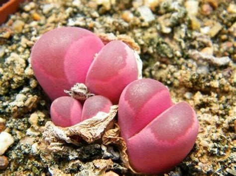 Lithops Optica Var Rubra By Etwin Aslander Suculentas Botanica