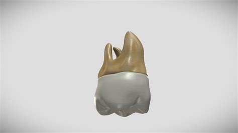 Maxillary Second Molar Buy Royalty Free 3d Model By Ebers [4dd72f8] Sketchfab Store