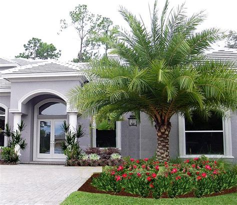 16 Palm Tree Landscaping Ideas Front Yard : Garden Design